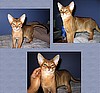 Dawn's Aby Osiris